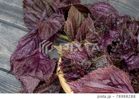 赤紫蘇 梅干し用の写真素材 78