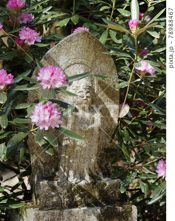 石楠花の花と地蔵 78988467