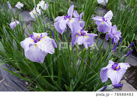 雨上がり、やさしい光を浴びるあやめ園 78988483