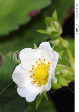 イチゴの花 78989174