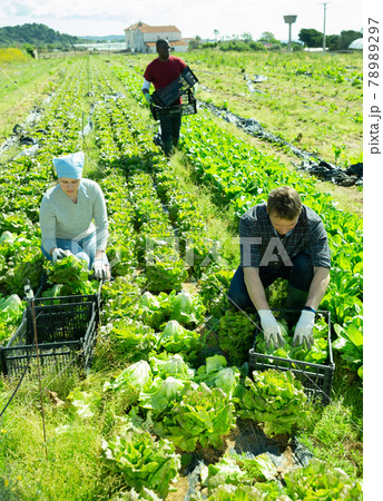 Farmer and his assistant harvesting ripe lettuce 78989297