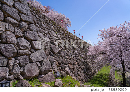 鳥取県鳥取市 春の鳥取城の二の丸の石垣と桜の写真素材 7299