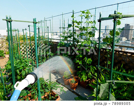 家庭菜園　水やり中に虹が出た　ルーフバルコニーをベジタブルガーデンに 78989305