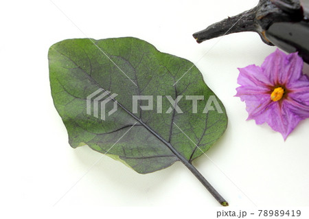 ナスの葉 78989419