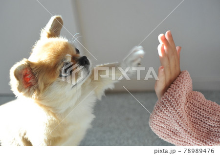 犬 犬 78989476