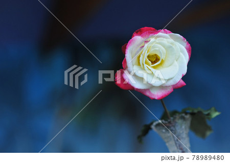 バラ バラ 78989480