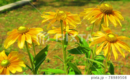 ルドベキアプレーリーサンの花の写真素材 7508