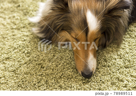 カーペットで寝る犬 シェルティ カーペットで寝る犬 シェルティ 78989511