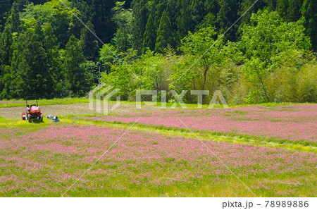 レンゲの花が咲く早春の畑 78989886