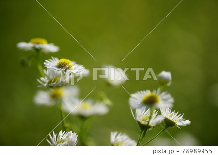 姫女苑 姫女苑 78989955