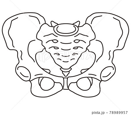 骨盤 女性の骨盤のイラスト素材 7957
