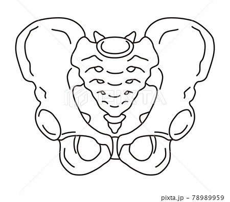 骨盤 男性の骨盤のイラスト素材 7959