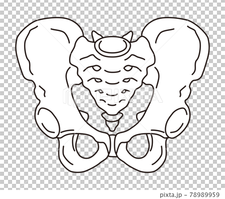 骨盤 男性の骨盤 骨盤 男性の骨盤 78989959