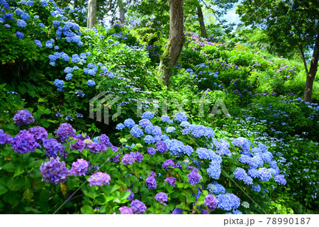 あじさい祭りの下田公園の写真素材