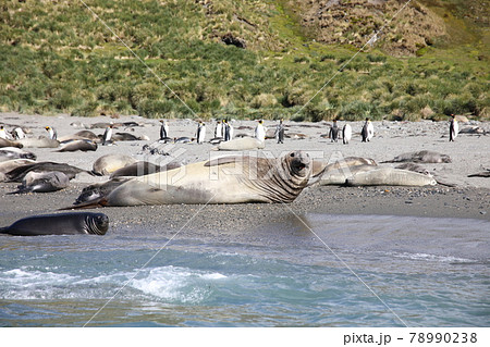 ミナミゾウアザラシ(サウスジョージア島) ミナミゾウアザラシ(サウスジョージア島) 78990238
