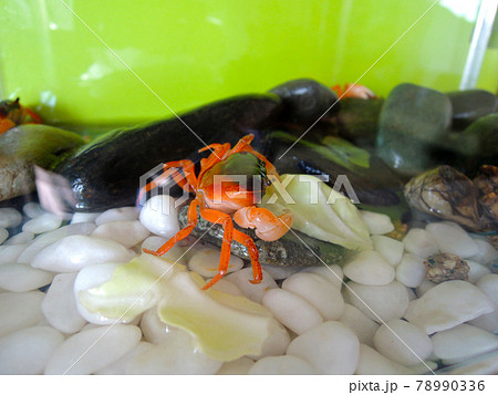 水槽で飼育中 キャベツをムシャムシャ食べる サワガニの写真素材