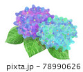 青と紫の水彩あじさいイラスト01 78990626