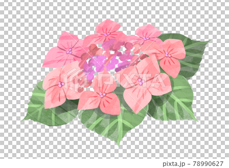 Pink watercolor hydrangea illustration 02 Pink watercolor hydrangea illustration 02 78990627