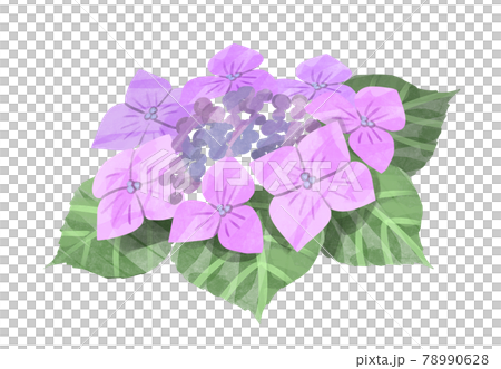 薄紫の水彩あじさいイラスト03 78990628