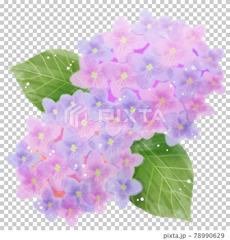 紫の水彩あじさいイラスト04 78990629