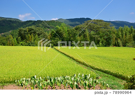 水田の広がる静岡県小山町 水田の広がる静岡県小山町 78990964