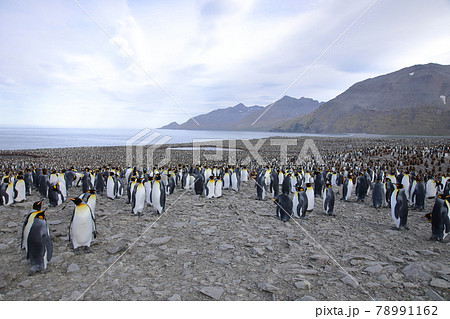 オウサマペンギンのコロニー(サウスジョージア島) オウサマペンギンのコロニー(サウスジョージア島) 78991162