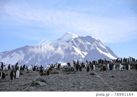 オウサマペンギンのコロニー（サウスジョージア島） 78991164
