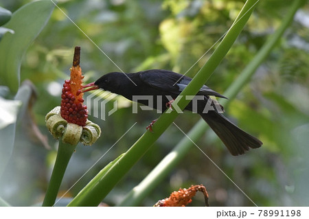 鳥 枝 小枝 78991198