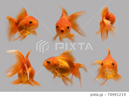 Set of goldfish, fish isolated on gray background. Animal in water. Set of goldfish, fish isolated on gray background. Animal in water. 78991219