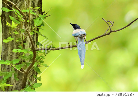 Azure-winged magpie(オナガ) 78991537