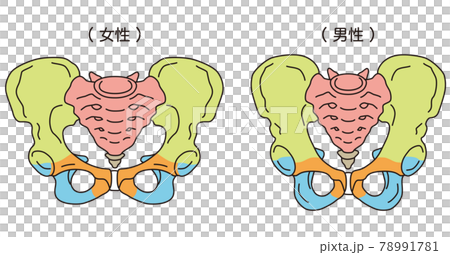 骨盤 男性と女性の骨盤のイラスト素材