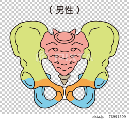 Pelvis Male pelvis 78991809