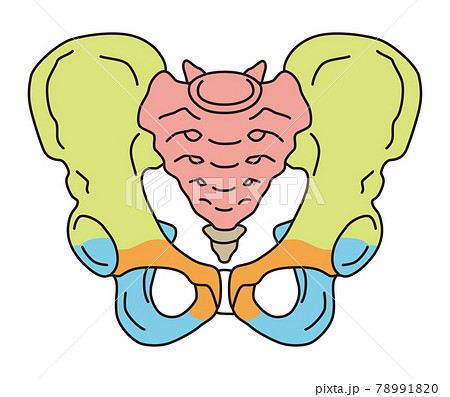 骨盤　男性の骨盤 78991820