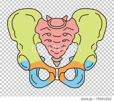 骨盤　男性の骨盤 78991820