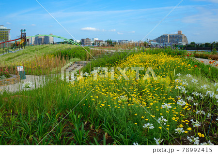 宮前公園のカラフルな花壇の花と青空 の写真素材