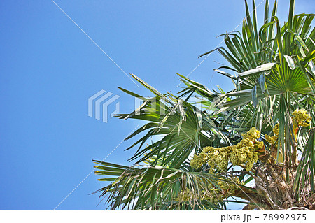 黄色いシュロの花 黄色いシュロの花 78992975