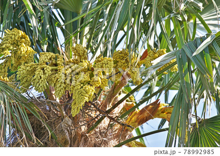 黄色いシュロの花 78992985