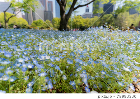 ネモフィラ 78993530