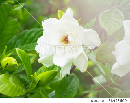 クチナシの白い花 78993600