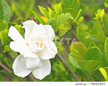 クチナシの白い花 78993605