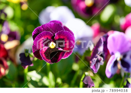 Multicolored pansy flower plant natural background, summer time Multicolored pansy flower plant natural background, summer time 78994038