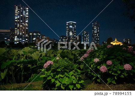 夜の不忍池とアジサイ 夜の不忍池とアジサイ 78994155