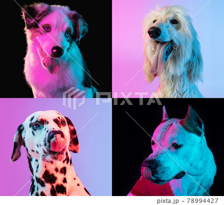 Art collage made of funny dogs different breeds on multicolored studio background in neon light. Concept of motion, action, pets love, animal life. Look happy, delighted. Art collage made of funny dogs different breeds on multicolored studio background in neon light. Concept of motion, action, pets love, animal life. Look happy, delighted. 78994427