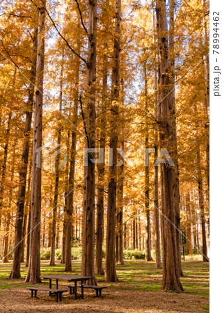 メタセコイア並木　木漏れ日　水元公園 78994462