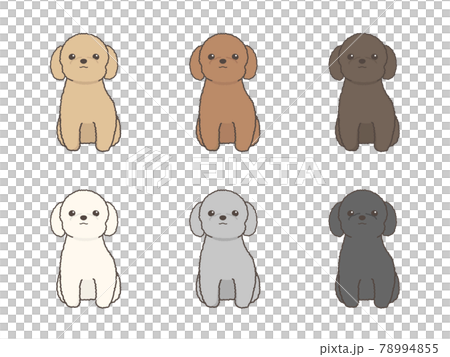 トイプードル カメラ目線 正面向き お座り ベクターセットのイラスト