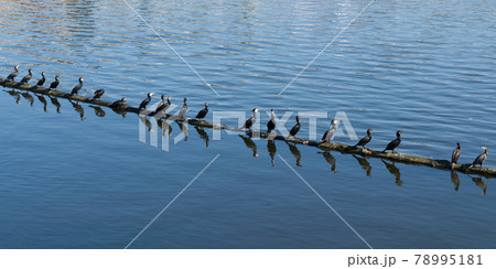 Cormorants on a log in the river. 78995181