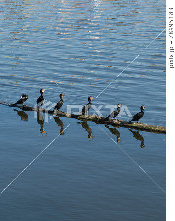 Cormorants on a log in the river. 78995183