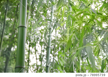 繁茂した竹林と成長する若竹 78995739