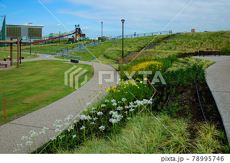 宮前公園のカラフルな花壇の花と青空　 78995746