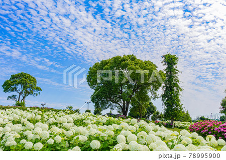 かざはやの里、満開のあじさい〈三重県津市〉 78995900